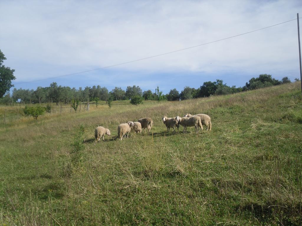 Agriturismo Fattoria Poggio Boalaio オルヴィエート エクステリア 写真