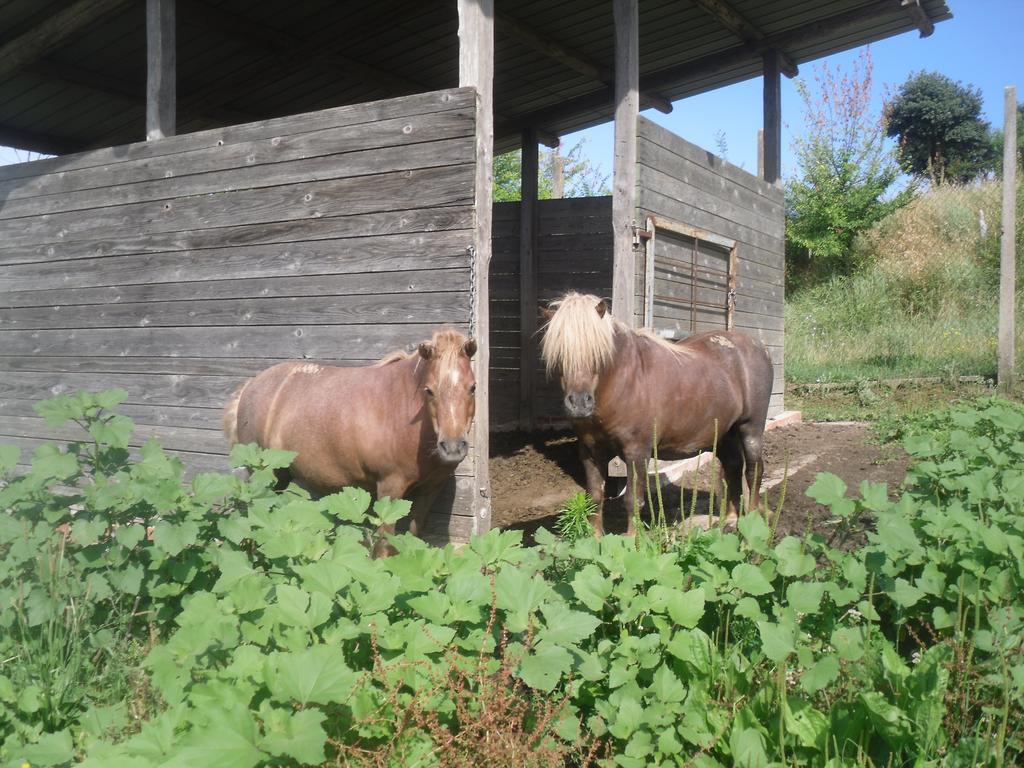 Agriturismo Fattoria Poggio Boalaio オルヴィエート エクステリア 写真