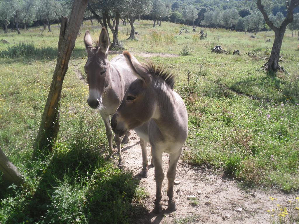 Agriturismo Fattoria Poggio Boalaio オルヴィエート エクステリア 写真