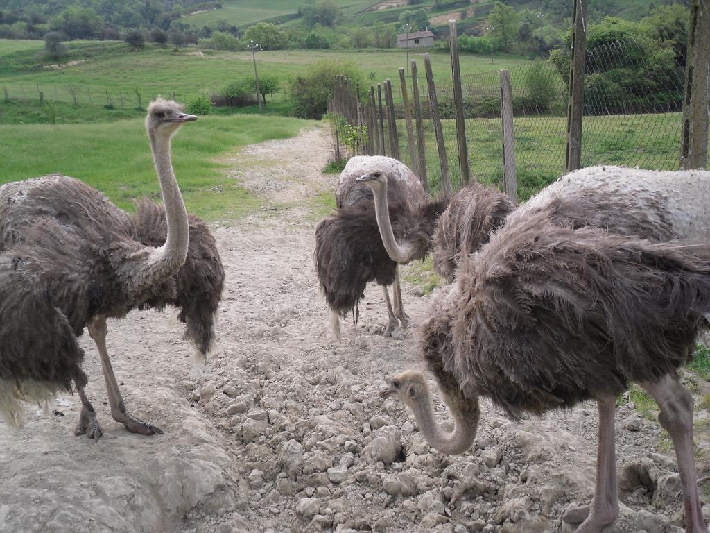 Agriturismo Fattoria Poggio Boalaio オルヴィエート エクステリア 写真